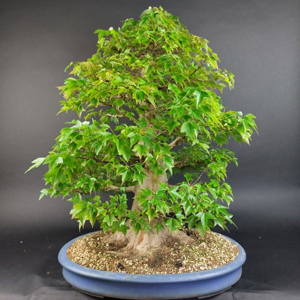 Bonsai - Dreispitzahorn, Acer Buergerianum