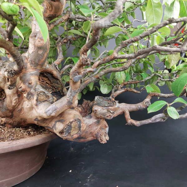 Bonsai - Quitte, Cydonia Sinensis