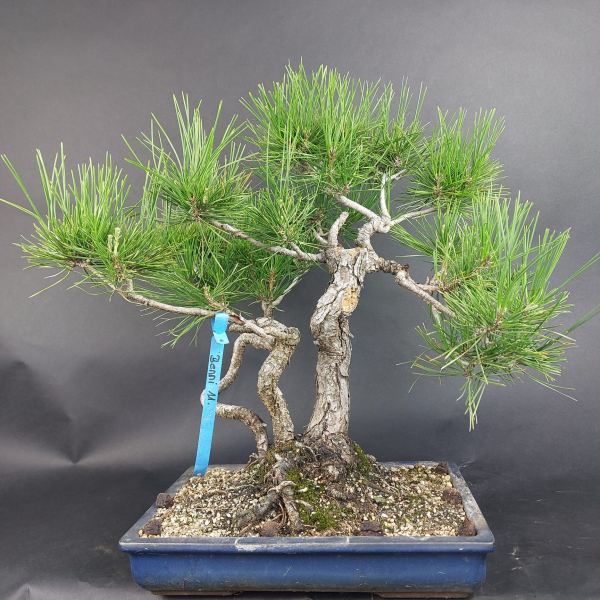 Bonsai - Schwarzkiefer, Pinus Thunbergii, Japan