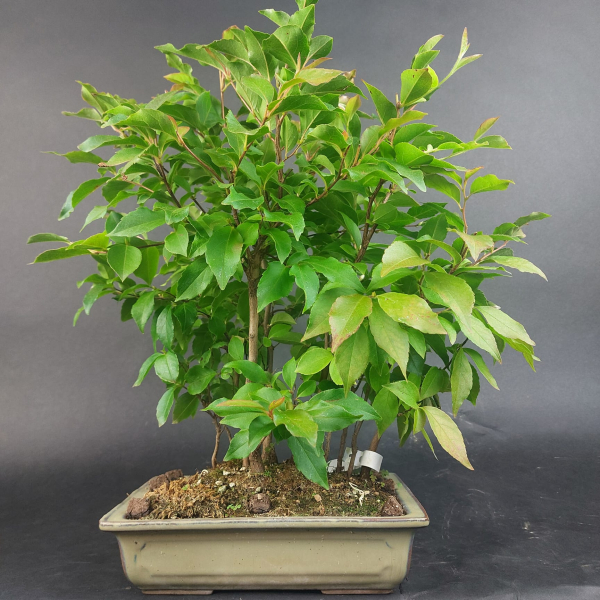 Bonsai - Stewartia Monadelpha, Forest