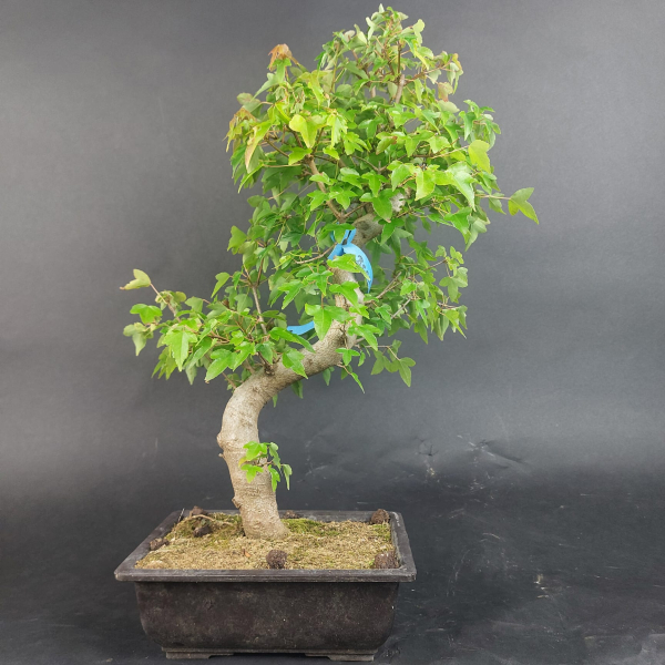 Bonsai - Trident Maple, Acer Buergerianum