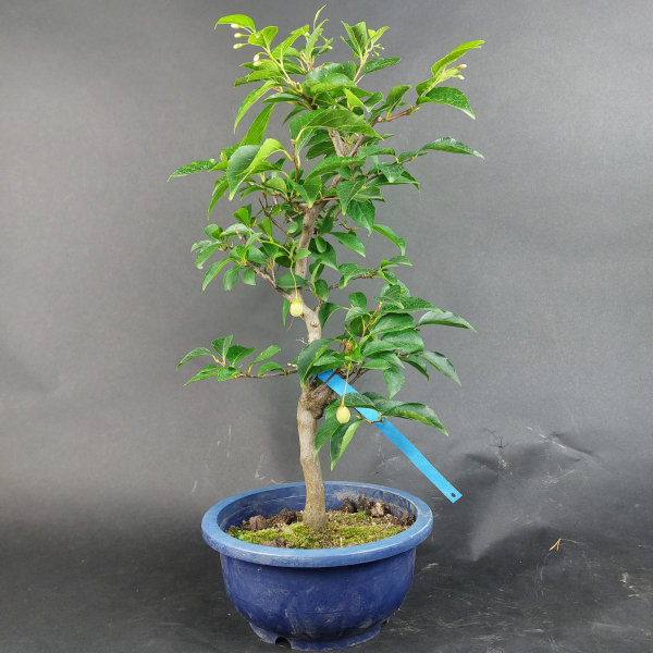 Bonsai - Jap. Schneeglöckchen, Styrax Japonica