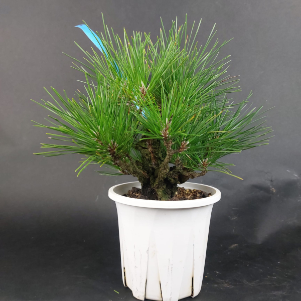 Bonsai - Pinus Thunbergii Corticosa, Schwarzkiefer, Japan