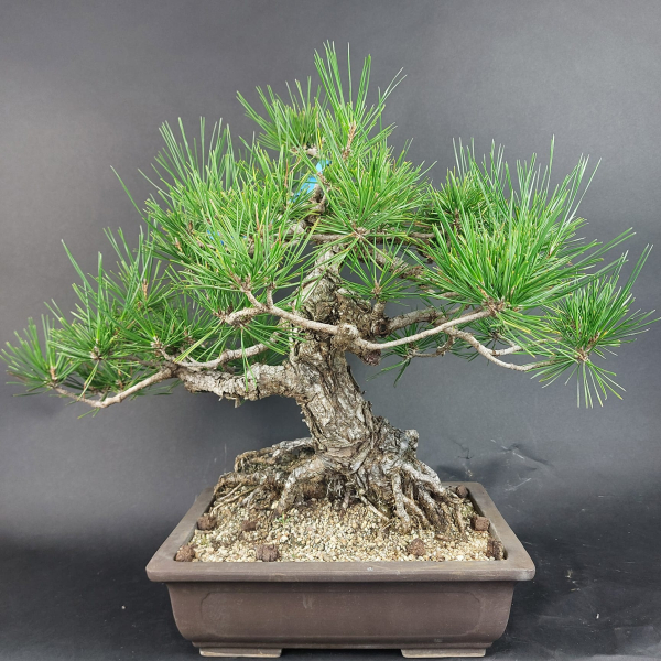Bonsai - Pinus Thunbergii, Schwarzkiefer, Japan