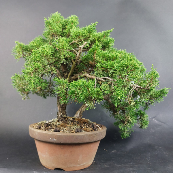 Bonsai - Wacholder, Juniperus Chinensis