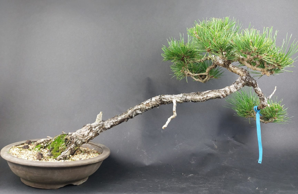 Bonsai - Pinus Thunbergii, Schwarzkiefer, Japan