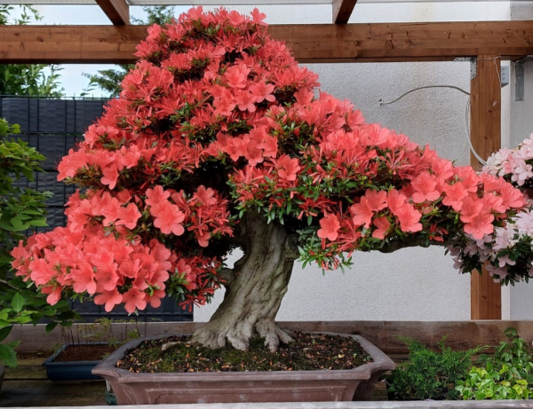 Bonsai - Jap. Satsuki Azalee, Kinsai