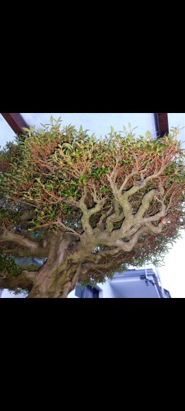 Bonsai - Jap. Satsuki Azalee, Kinsai
