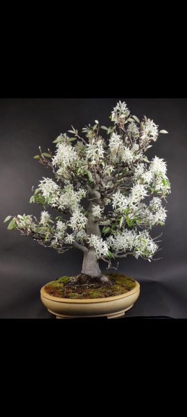 Bonsai - Felsenbirne, Amelanchier asiatica