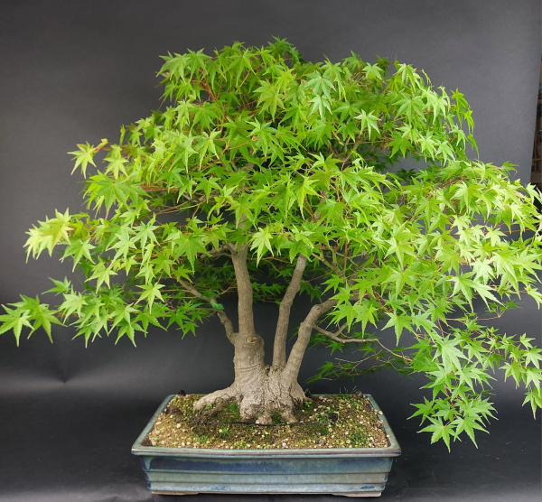 Bonsai - Japanese Maple, Acer Palmatum