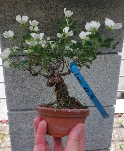Bonsai - Jap. Rose, Rosa Komachi Shohin