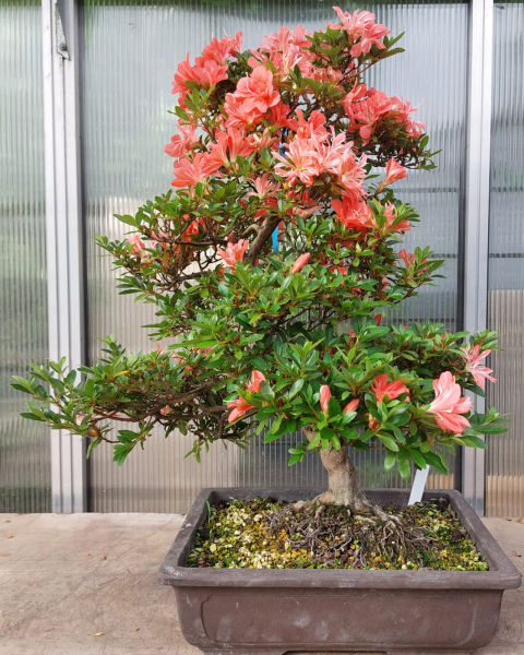 Bonsai - Jap. Satsuki Azalee, Tateyama-no-Mai