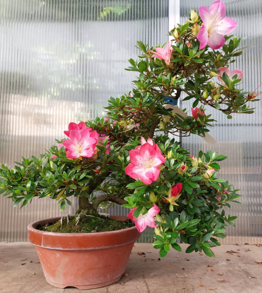 Bonsai - Jap. Satsuki Azalee, Murasaki