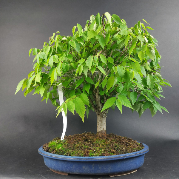 Bonsai - Zelkova Serrata