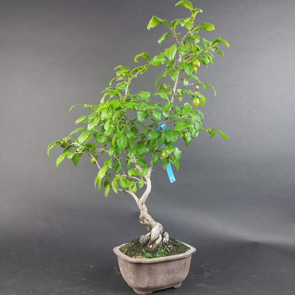 Bonsai - Diospyros Kaki, female