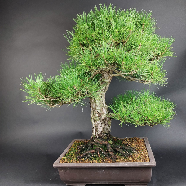 Bonsai - Japanese Black Pine, Pinus Thunbergii