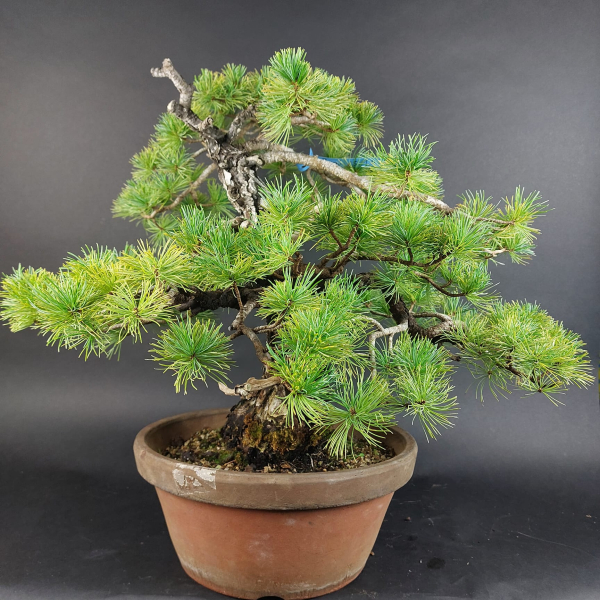 Bonsai - Mädchenkiefer, Pinus Pentaphylla, Japan