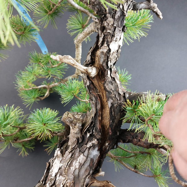 Bonsai - Mädchenkiefer, Pinus Pentaphylla, Japan