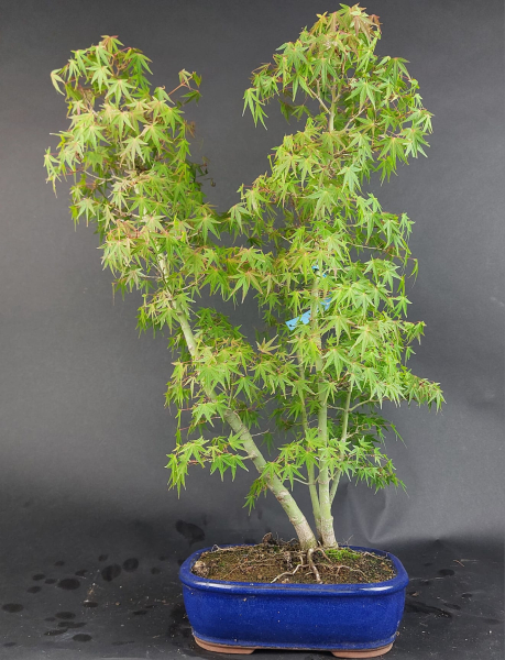 Bonsai - Fächerahorn, Acer Palmatum Yukihime