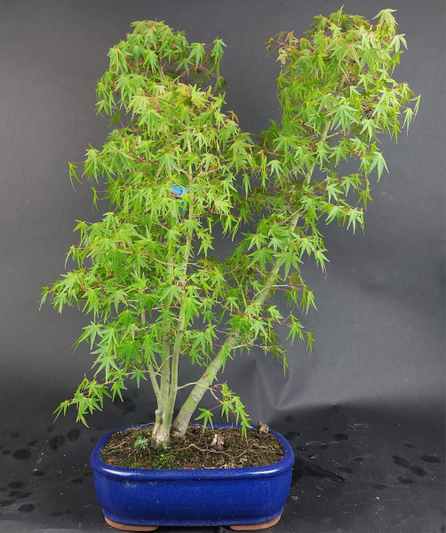 Bonsai - Fächerahorn, Acer Palmatum Yukihime