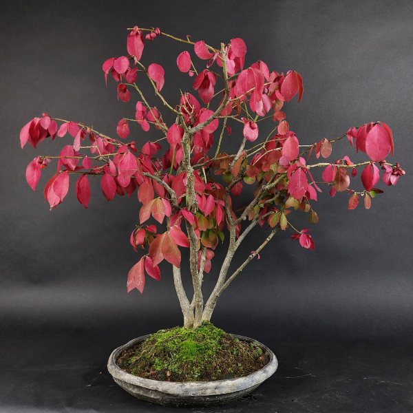 Bonsai - Euonymus alatus