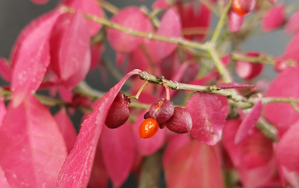 Bonsai - Euonymus alatus