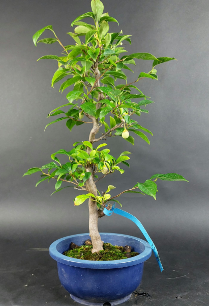 Bonsai - Jap. Schneeglöckchen, Styrax Japonica