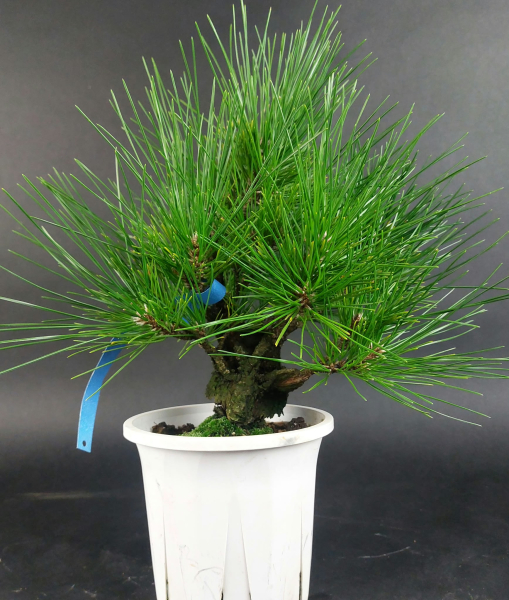 Bonsai - Pinus Thunbergii Corticosa, Schwarzkiefer, Japan