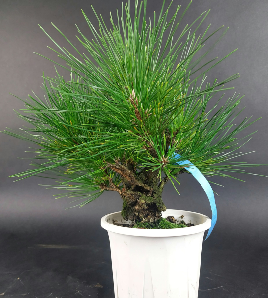 Bonsai - Pinus Thunbergii Corticosa, Schwarzkiefer, Japan