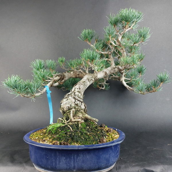 Bonsai - Mädchenkiefer, Pinus Pentaphylla, Japan