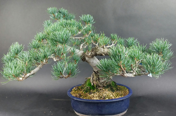 Bonsai - Mädchenkiefer, Pinus Pentaphylla, Japan
