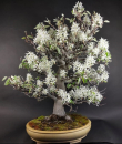 Bonsai - Felsenbirne, Amelanchier asiatica