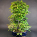Bonsai - Fächerahorn, Acer Palmatum Deshojo