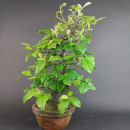 Bonsai - Quitte, Cydonia Sinensis