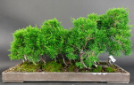 Bonsai - Wacholder, Juniperus Chinensis, Floß