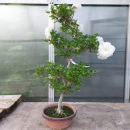 Bonsai - Jap. Satsuki Azalee, Hanabotan White