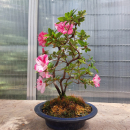 Bonsai - Jap. Satsuki Azalee, Kobai Camouflage, Rarität