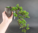 Bonsai - Wacholder, Juniperus Chinensis, Japan