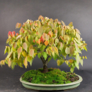 Bonsai - Zelkova Serrata