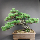 Bonsai - Mädchenkiefer, Pinus Pentaphylla, Japan