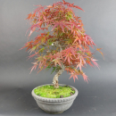 Bonsai - Fächerahorn, Acer Palmatum Arakawa