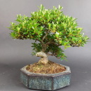 Bonsai - Jap. Satsuki Azalee, Chinzan
