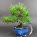 Bonsai - Pinus Thunbergii, Schwarzkiefer, Japan