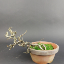 Bonsai - Zierquitte, Chaenomeles speciosa, Chojubai
