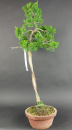 Bonsai - Wacholder, Juniperus Chinensis Literat, Japan