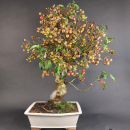 Bonsai - Zierapfel, Malus Halliana