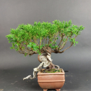 Bonsai - Wacholder, Juniperus Chinensis, Masahiko Kimura, Shohin