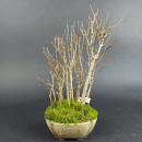 Bonsai - Dreispitzahorn, Acer Buergerianum Forest