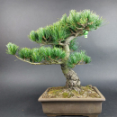 Bonsai - Mädchenkiefer, Pinus Pentaphylla, Japan