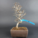 Bonsai - Japanese hornbeam, Carpinus Coreana